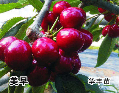 美早櫻桃苗