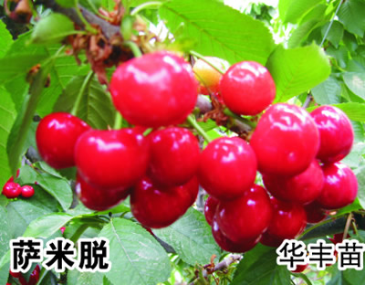薩米脫櫻桃苗
