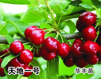 天地一號(hào)